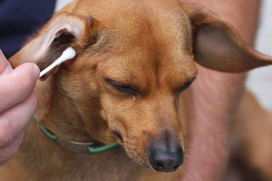 Alopecia (hair loss in dogs): symptoms, causes, treatment