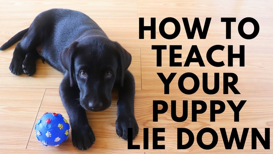 Teaching a dog to lie down: techniques from a dog handler