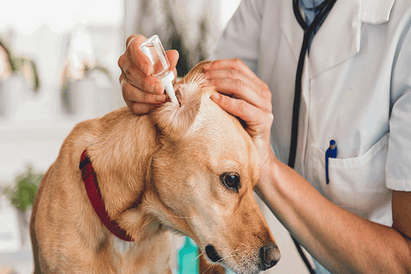 Skin diseases in dogs: types, symptoms