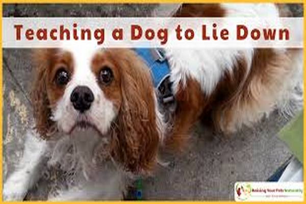 Teaching a dog to lie down: techniques from a dog handler