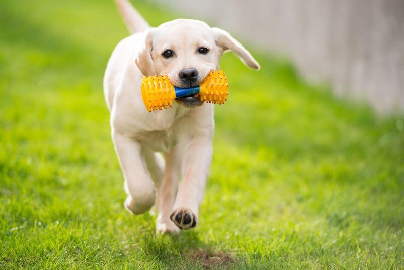 Labrador training: practical tips