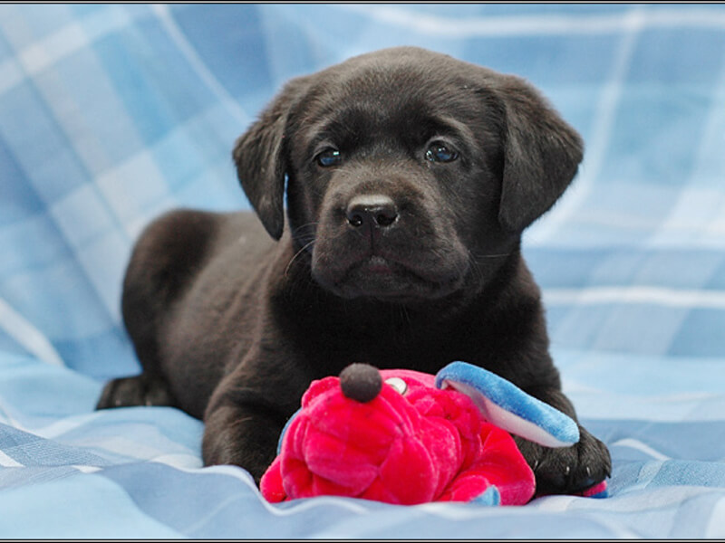 Labrador dog names and their meaning