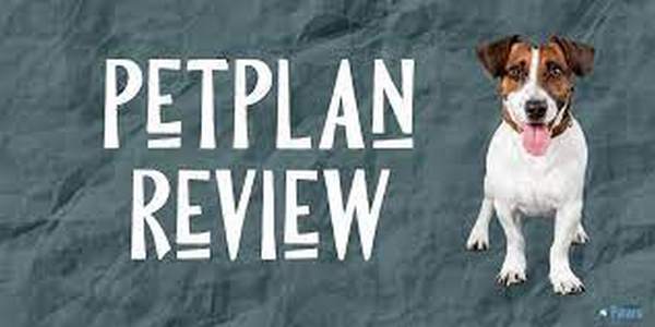 Petplan Reviews: The Best Insurance for Domestic Animals?
