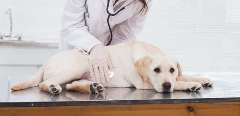 What diseases are found in labradors
